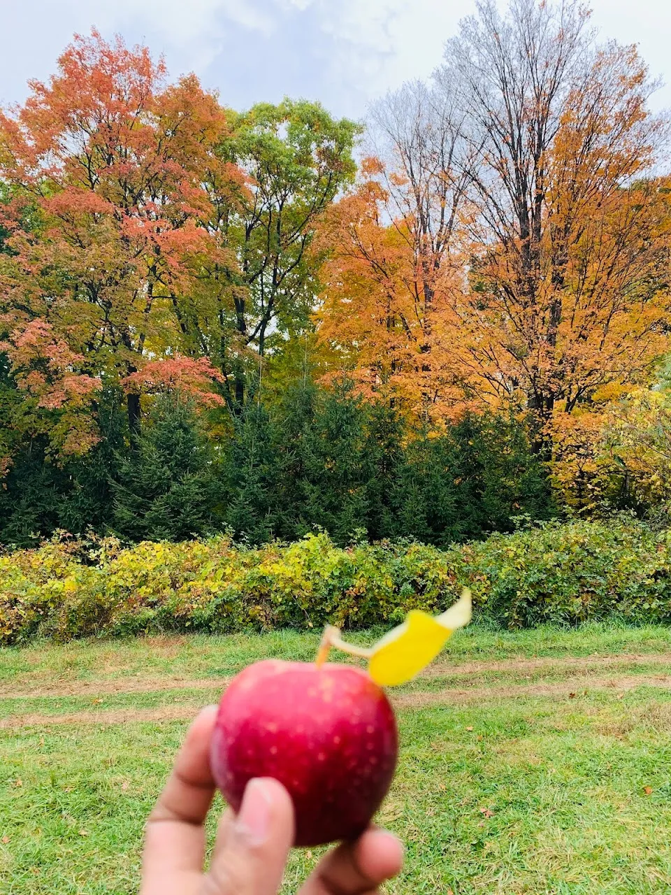 Masker Orchards
