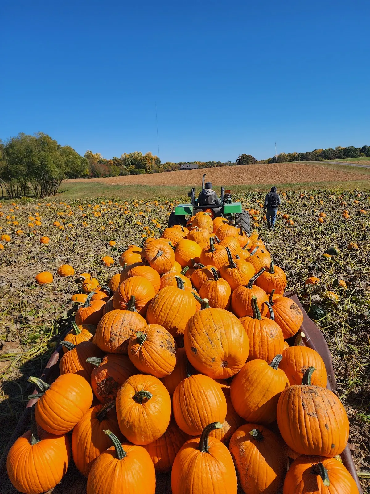White House Pumpkin Patch