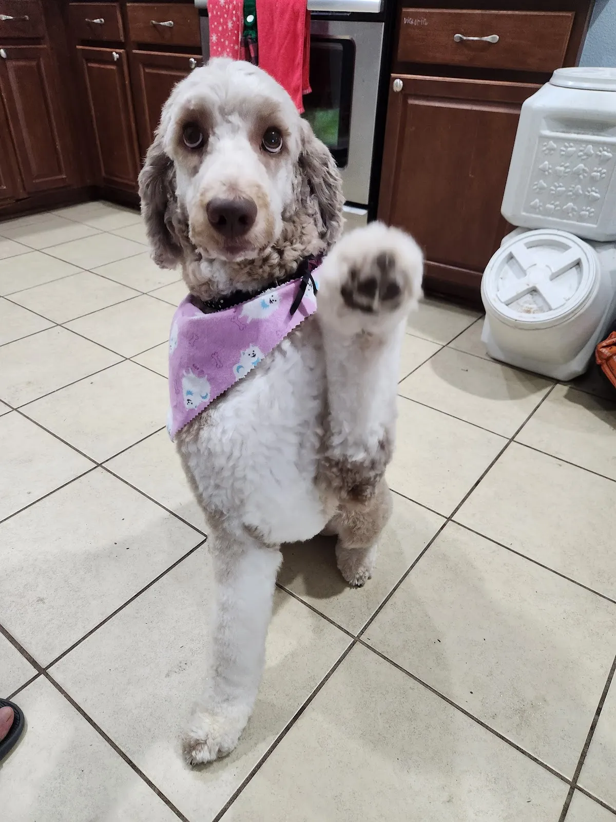 Puppy Luv Grooming