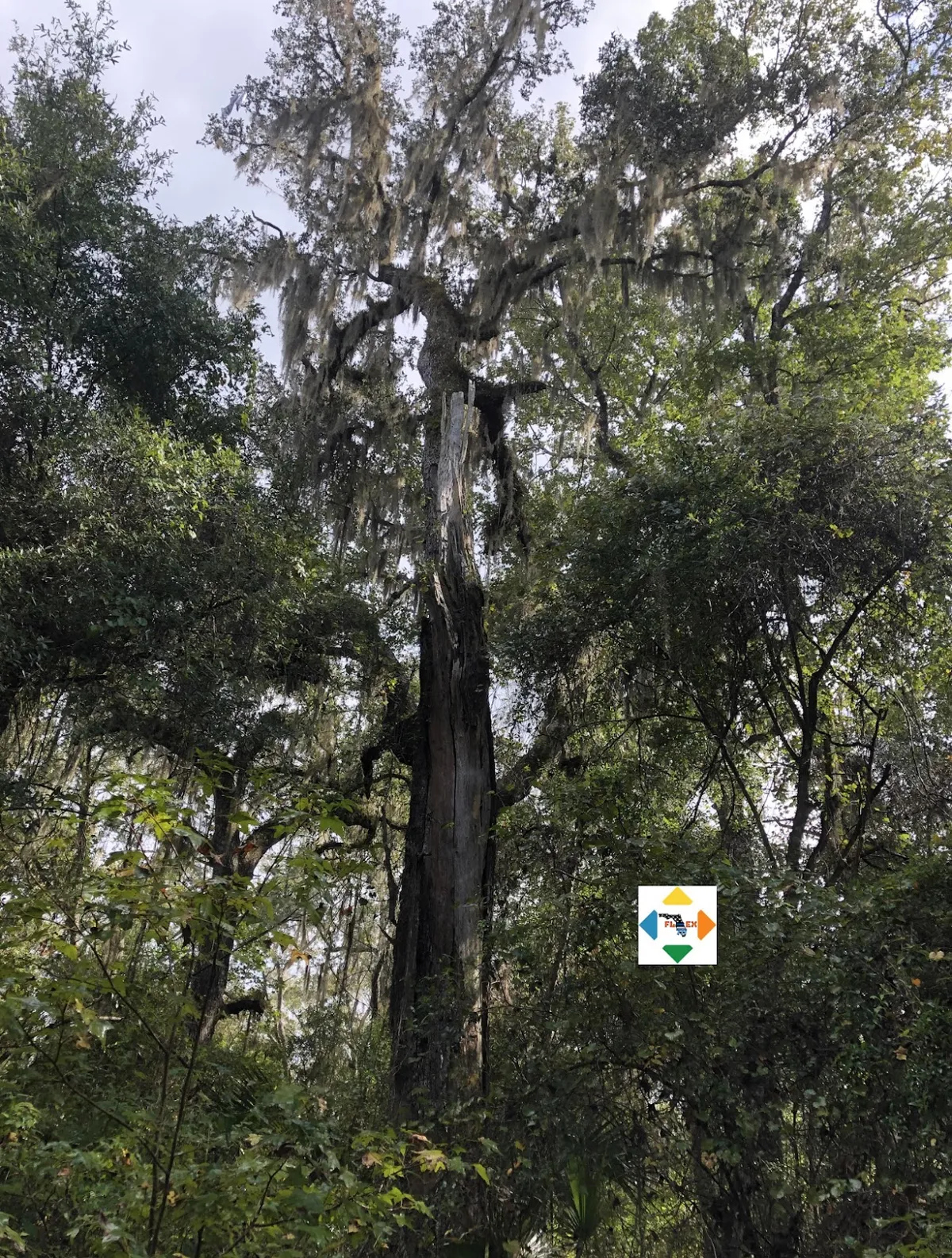 Annutteliga Hammock Trailhead