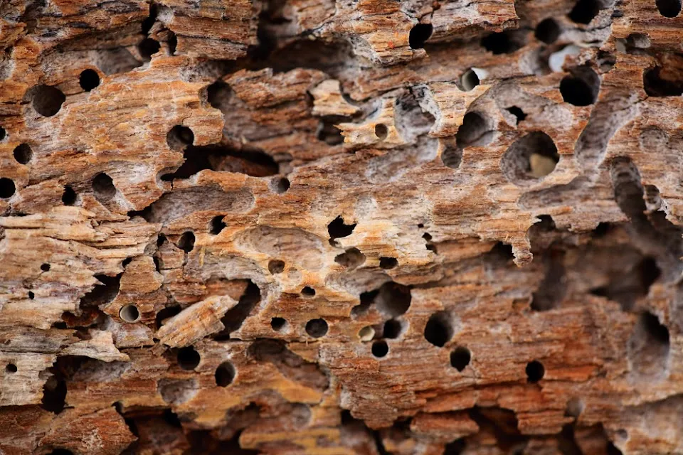 Keith's Termite & Pest Control LLC