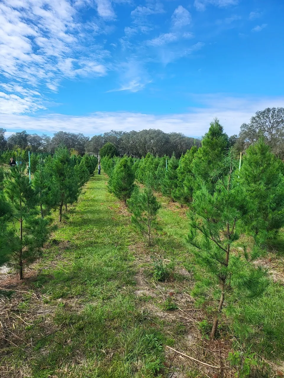 Ergle Christmas Tree Farm