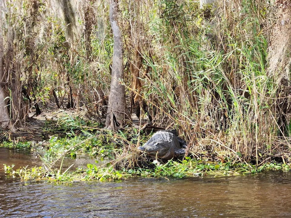 St Johns River Eco Tours