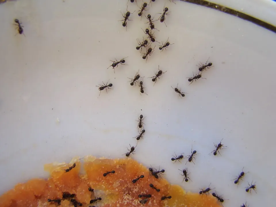 South Carolina Pest Control