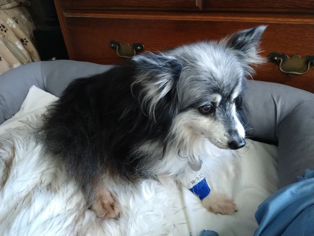 Southern Paws Animal Medical Center