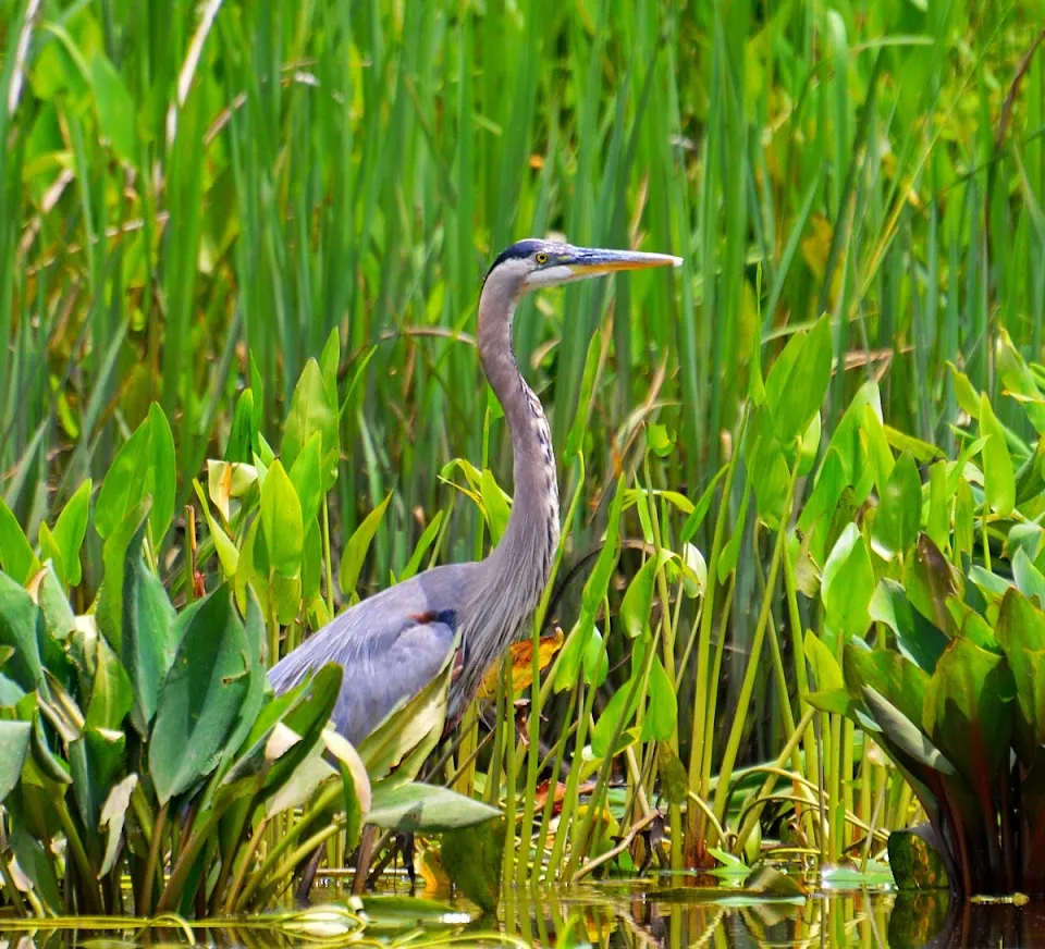 Blueway Adventures, LLC