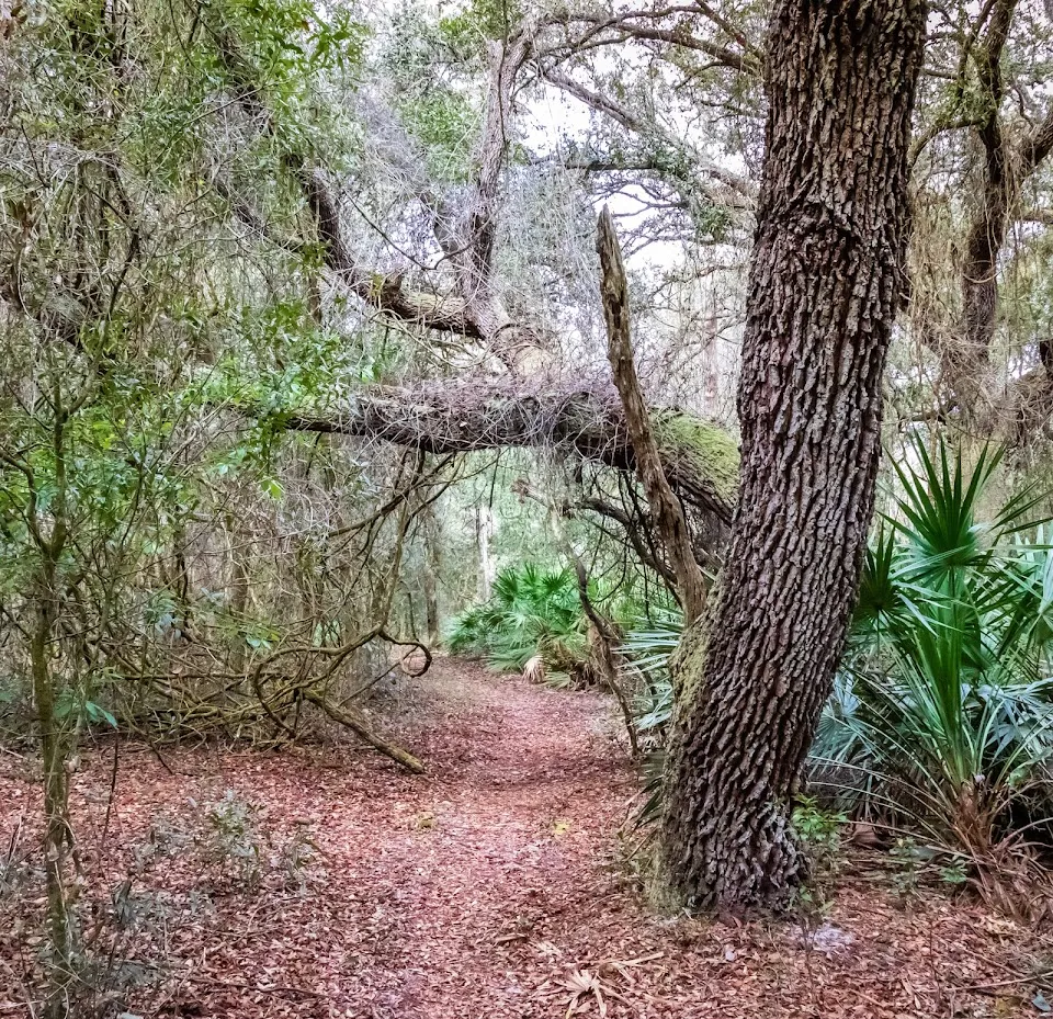 Withlacoochee State Forest