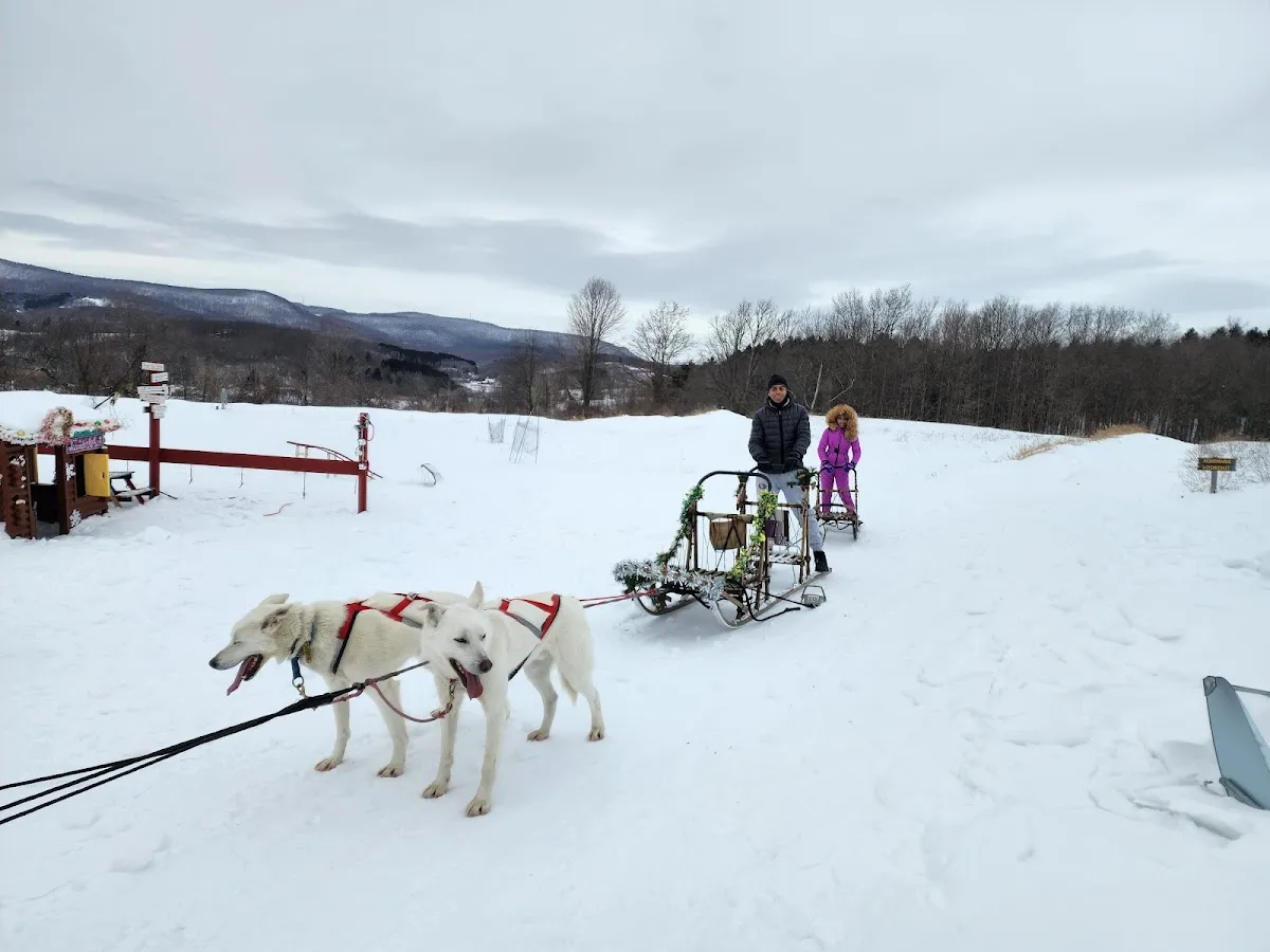 Run By Dogs