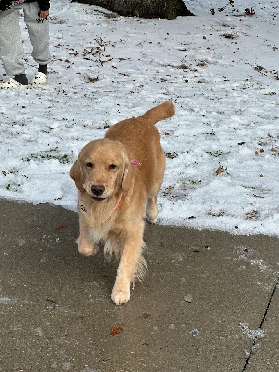 Shiny Paws Dog Wash & Grooming (Glen Lakes)