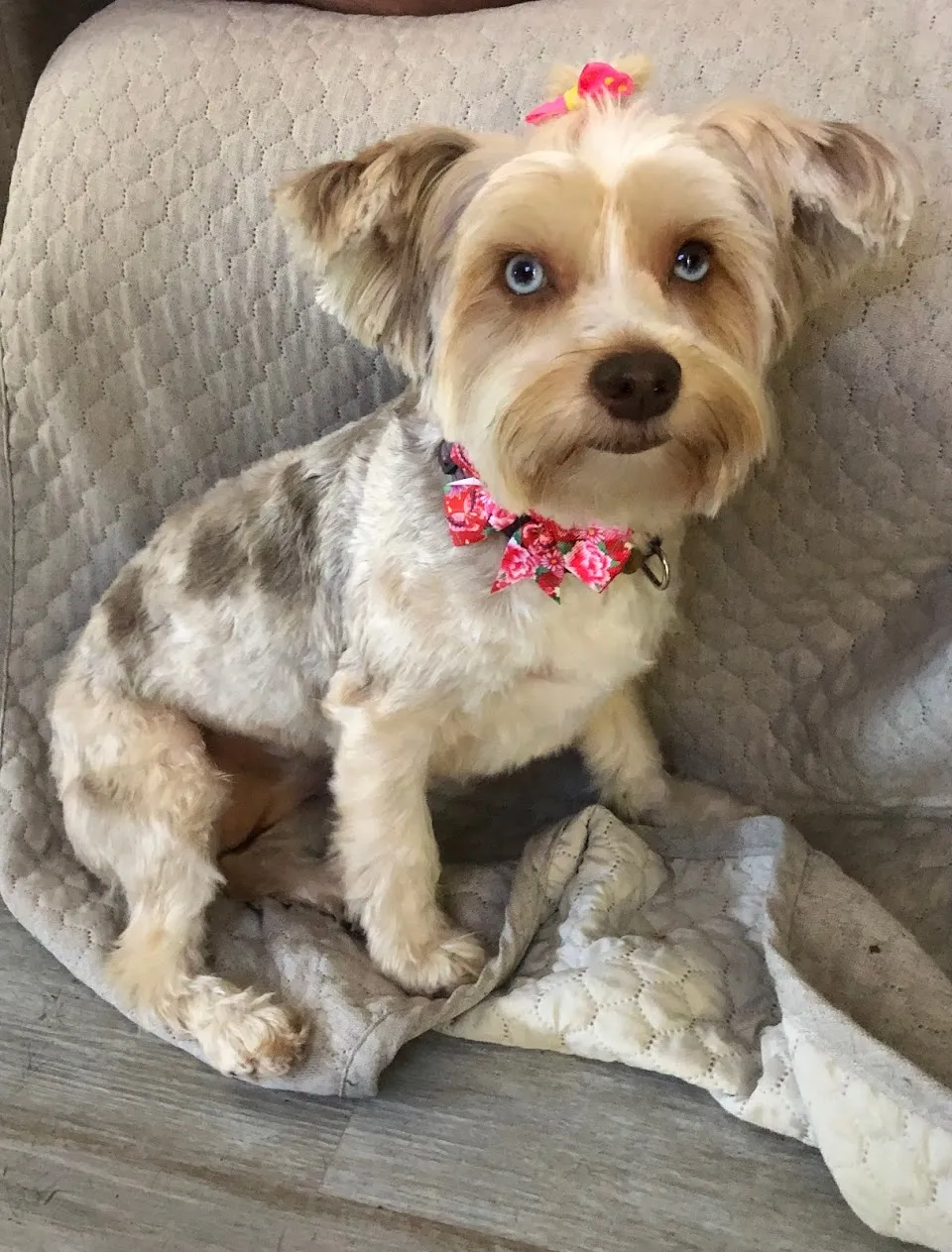 All Pet Grooming