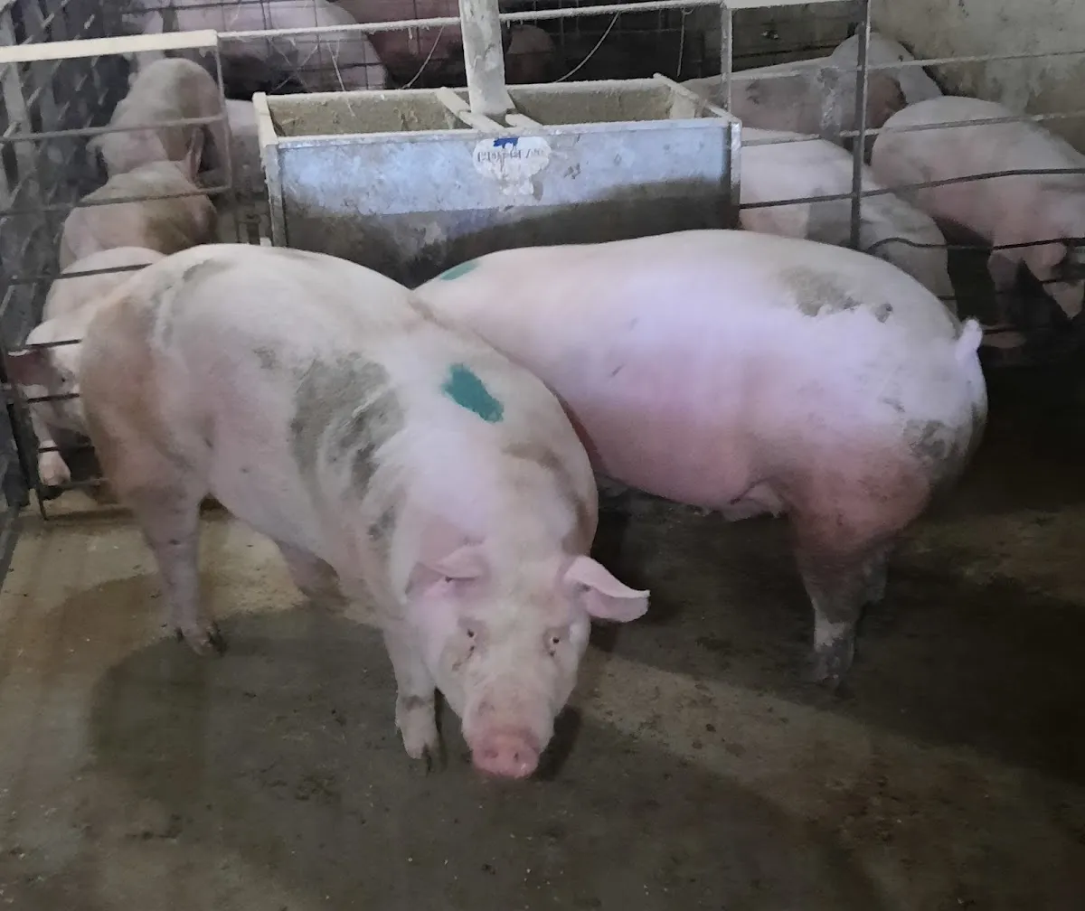 Anderson Farms Pork