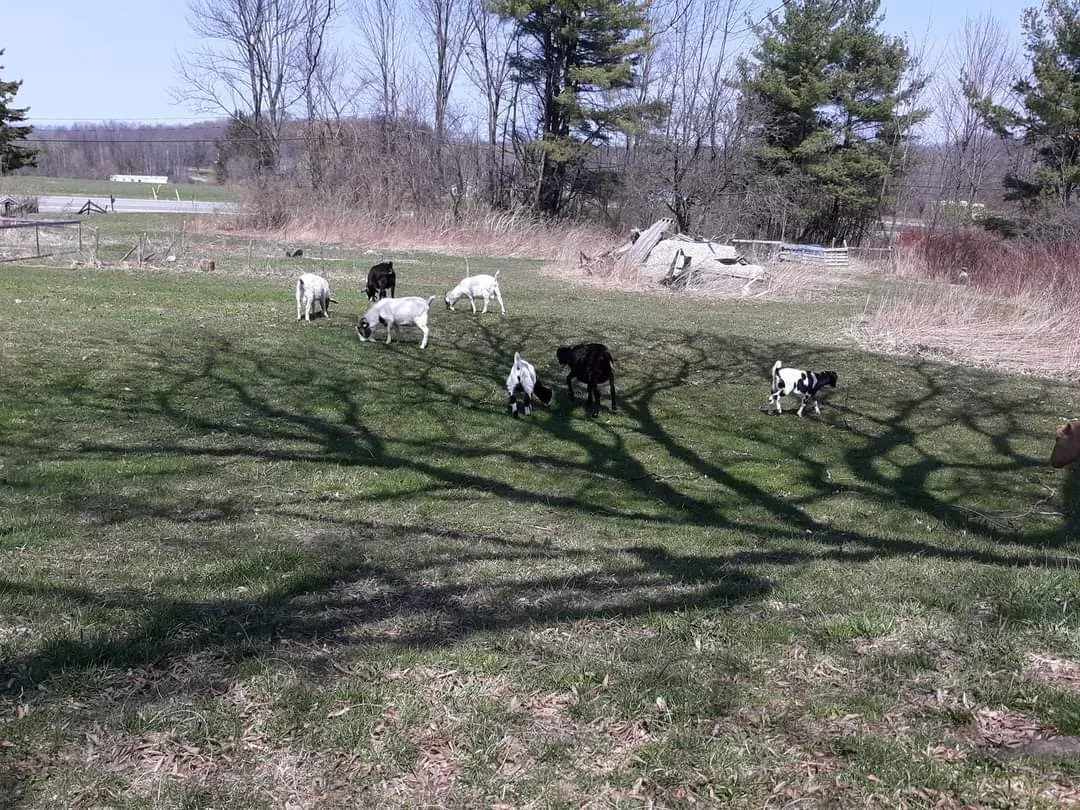 Black Goat Homestead