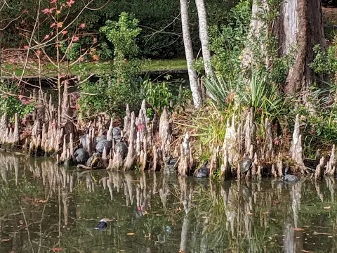 Turtle Pond
