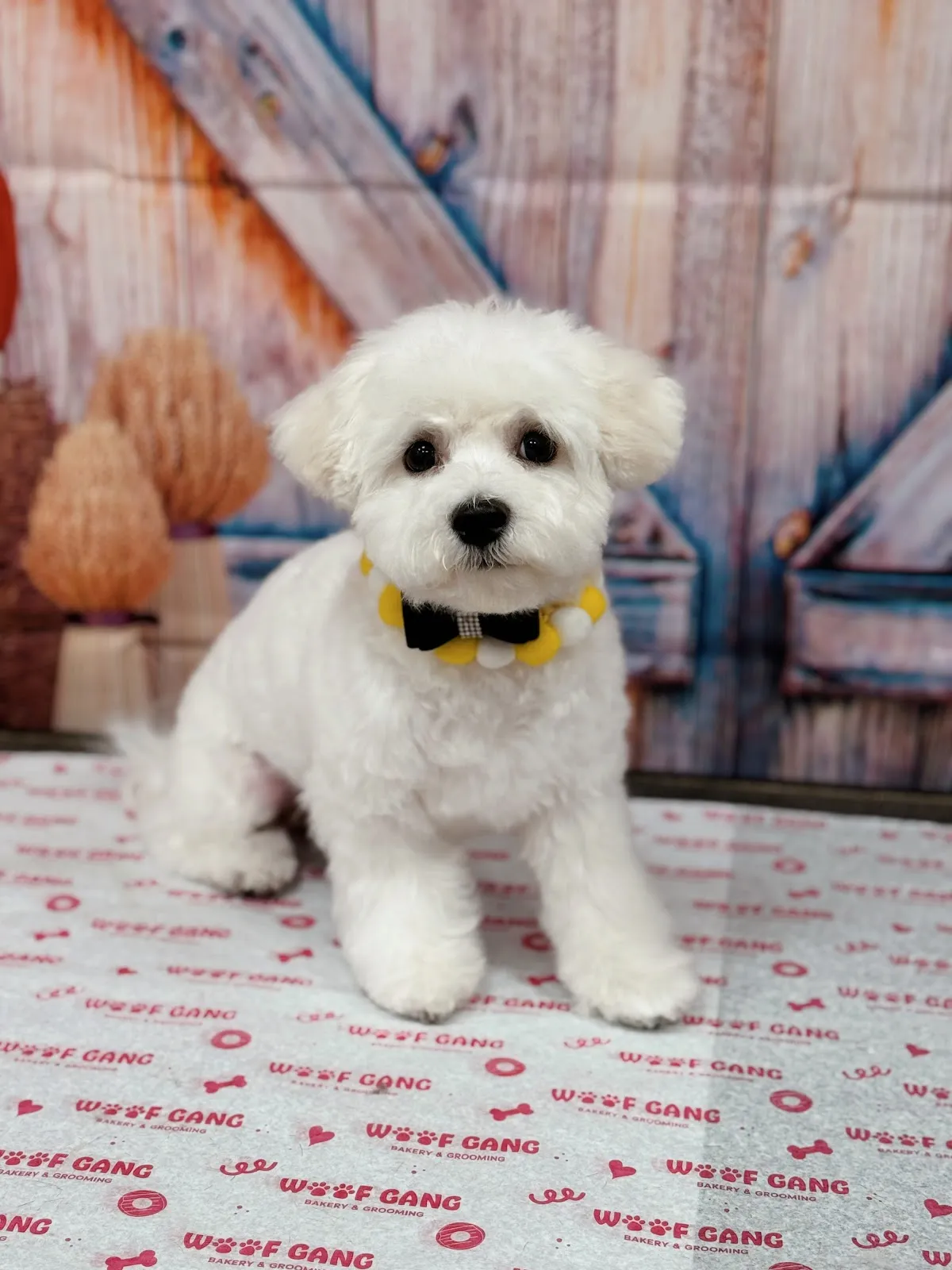 Woof Gang Bakery & Grooming