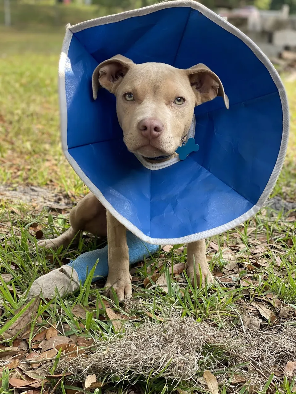 Ravenwood Veterinary Clinic