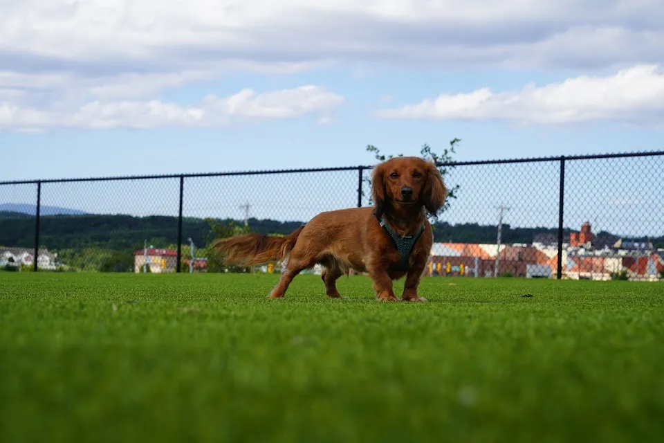 Dog Parks at Christiansburg Huckleberry Park