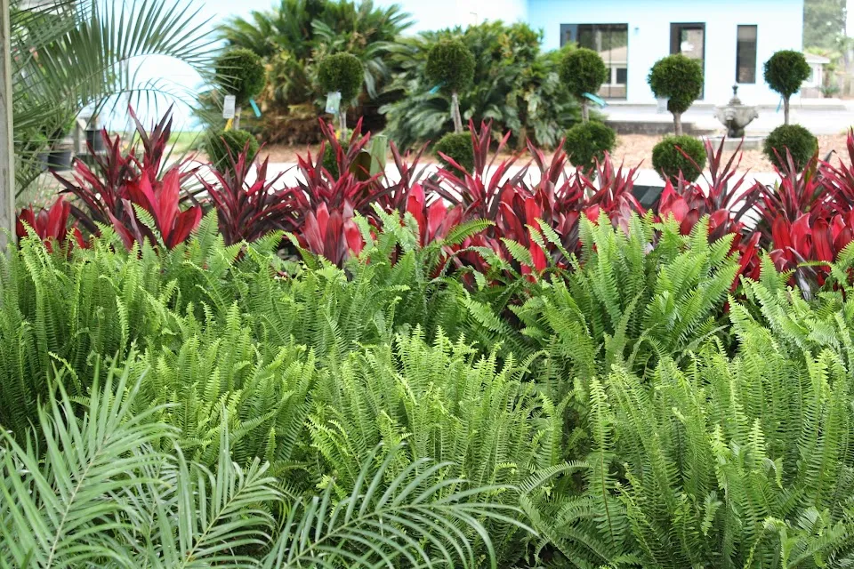Fancy Plants Inc.