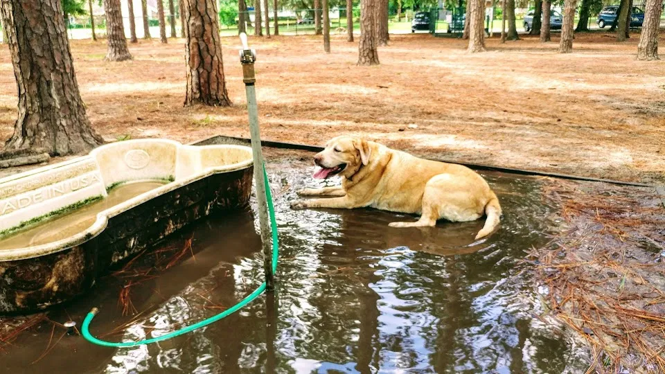 Herty Pines Dog Park