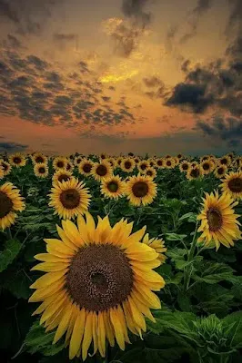 Sunflower Valley Farm