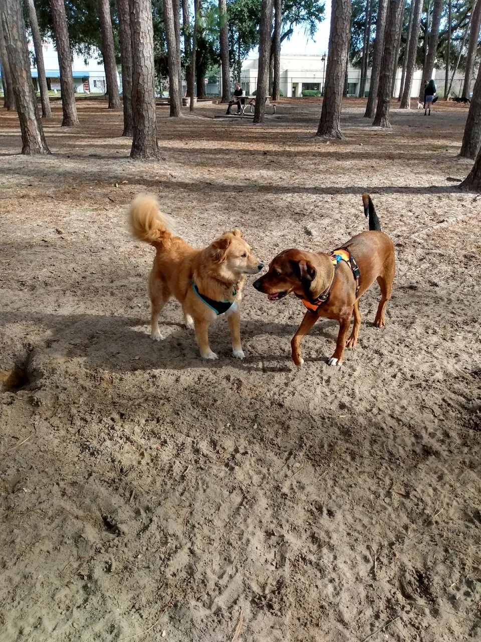 Herty Pines Dog Park