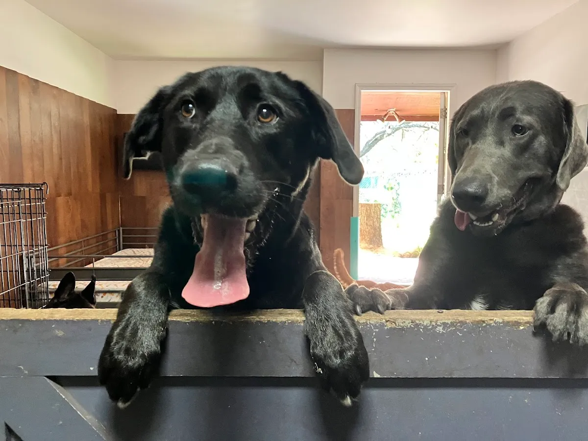 Unique Dog Boarding, Inc