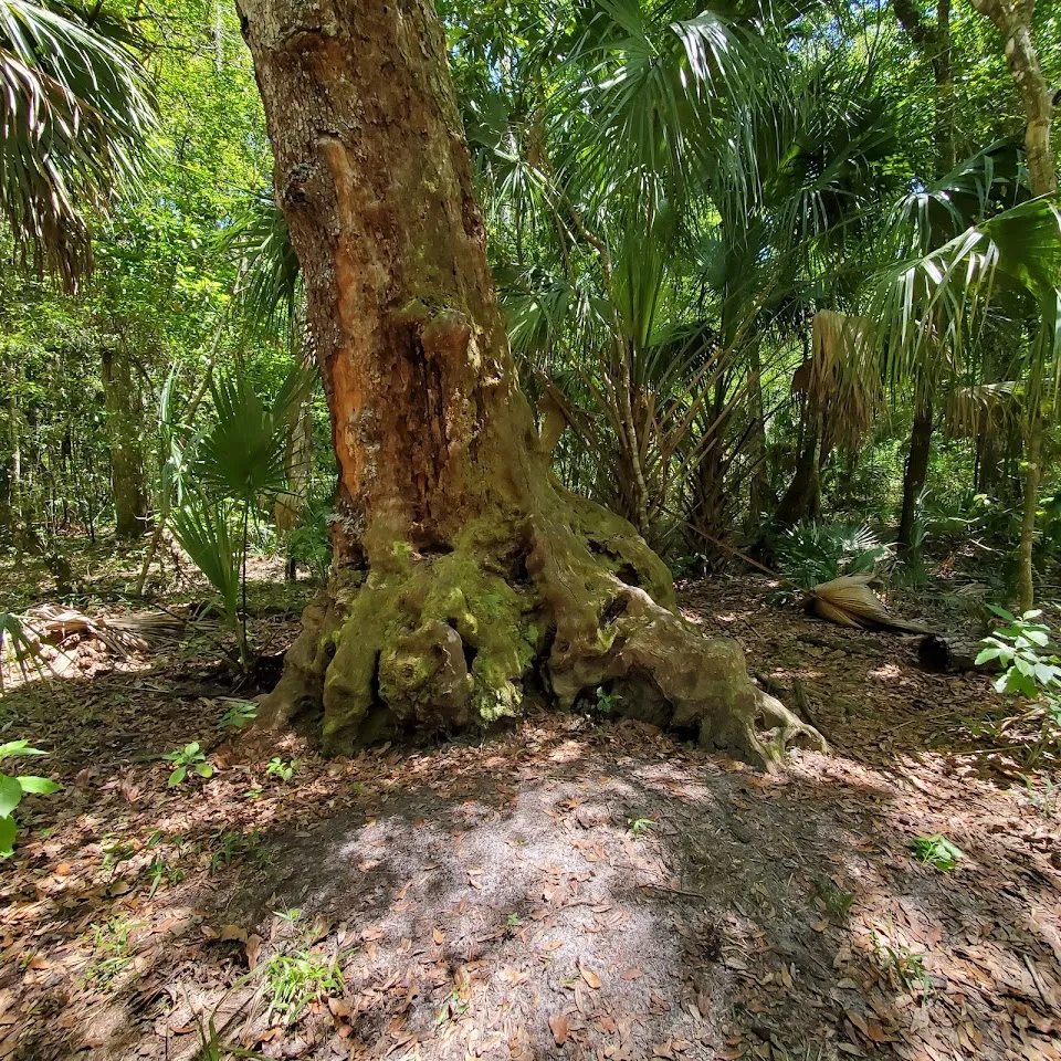 Fickett Hammock Preserve - trailhead