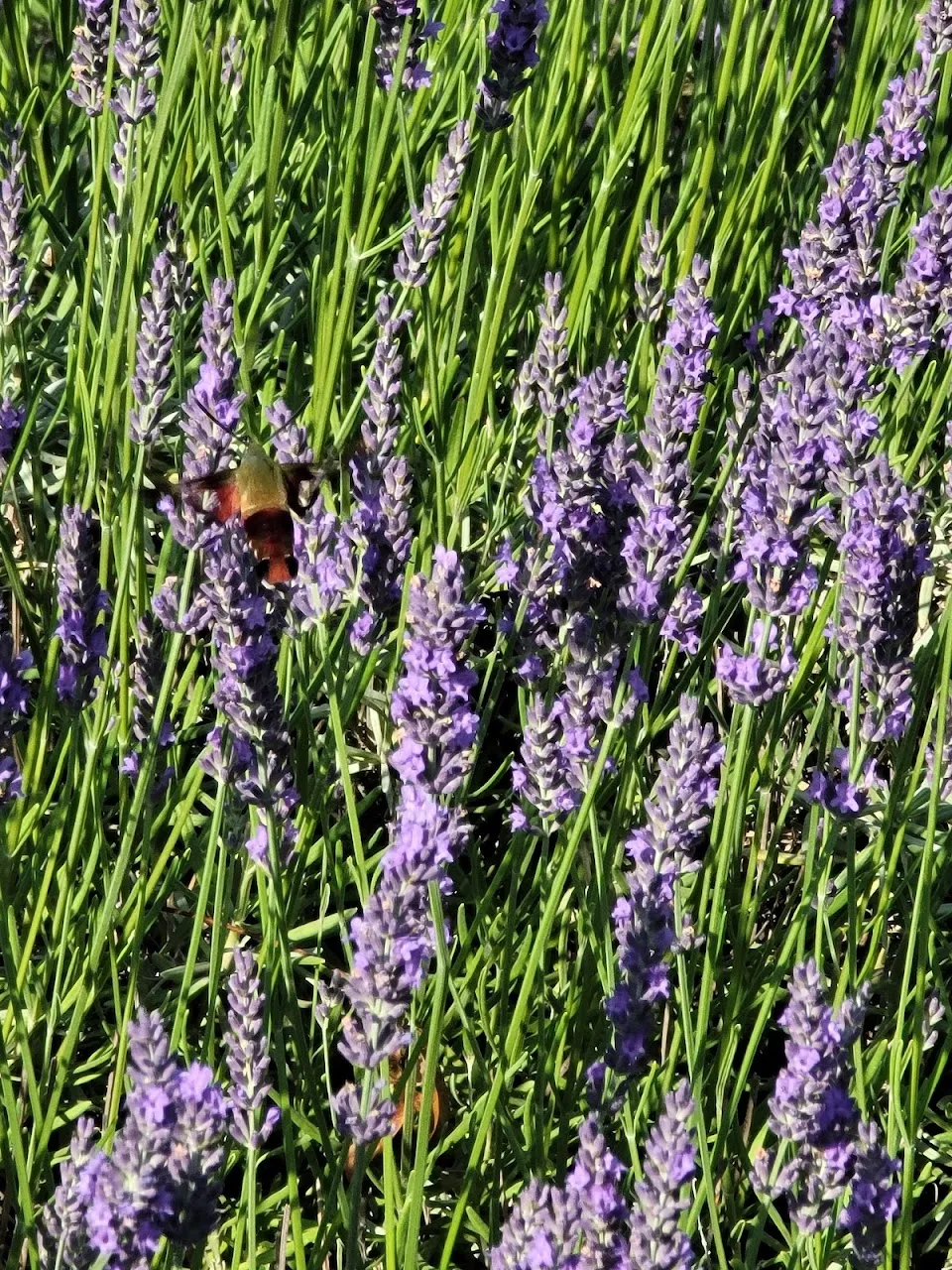 Walnut Hills Lavender And Herb Farm