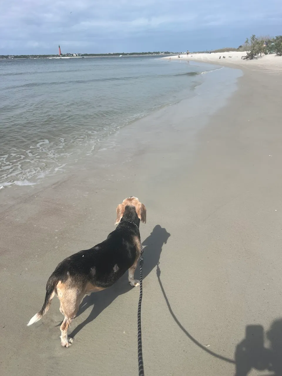 New Smyrna Dunes Dog Beach
