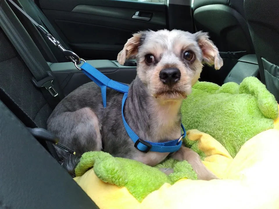 Petco
