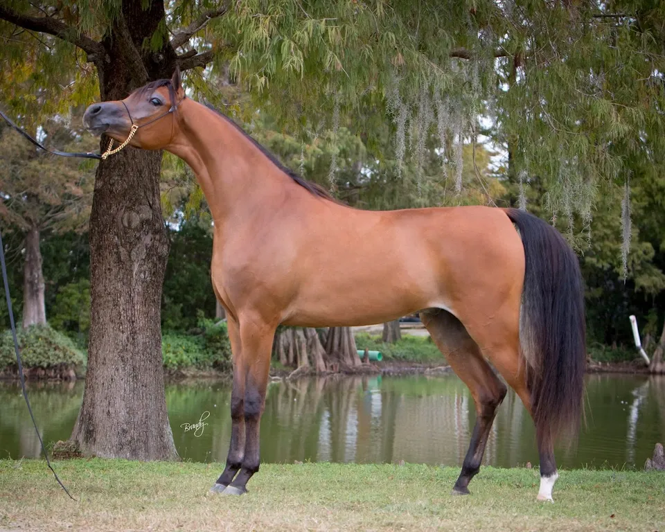 Sunday Best Farm Arabians LLC