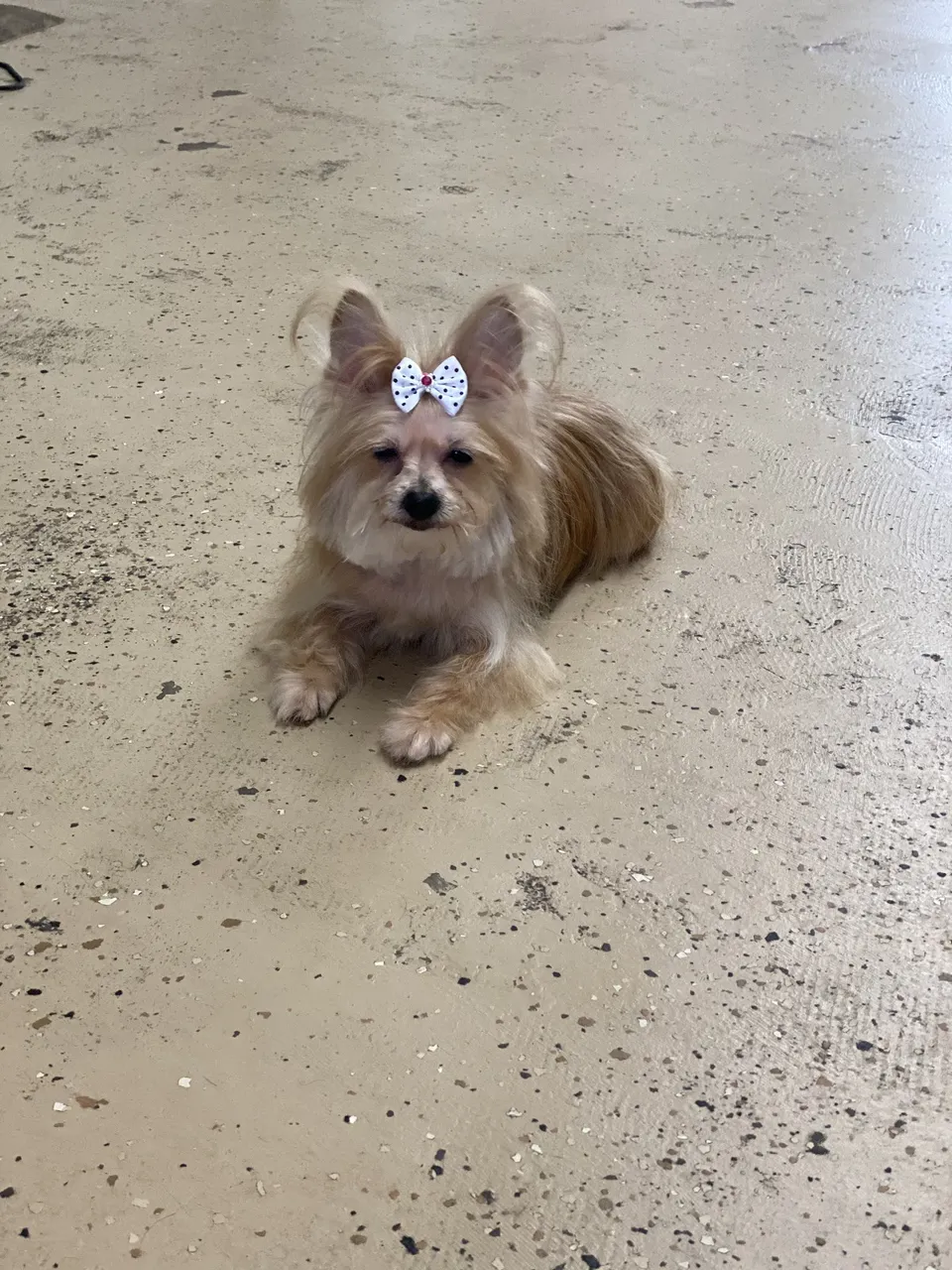Libbylu’s Puppy Do’s