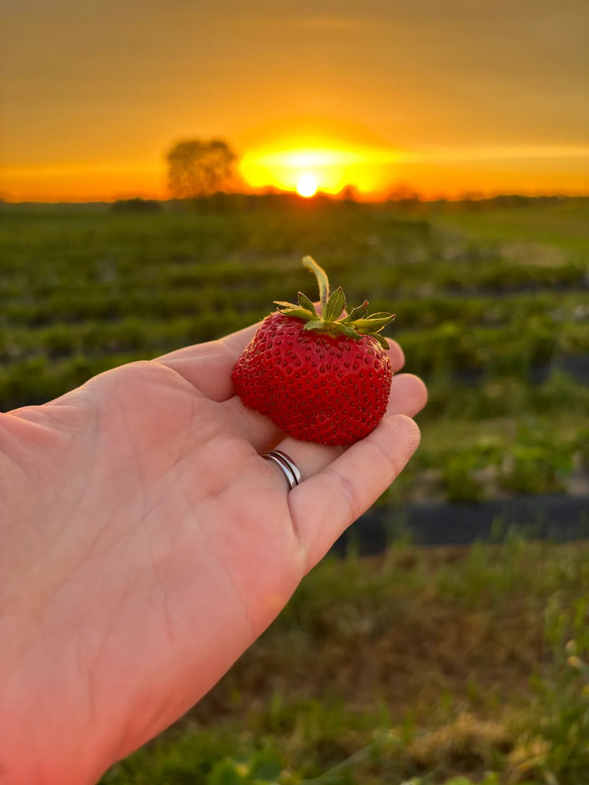 The Strawberry Patch