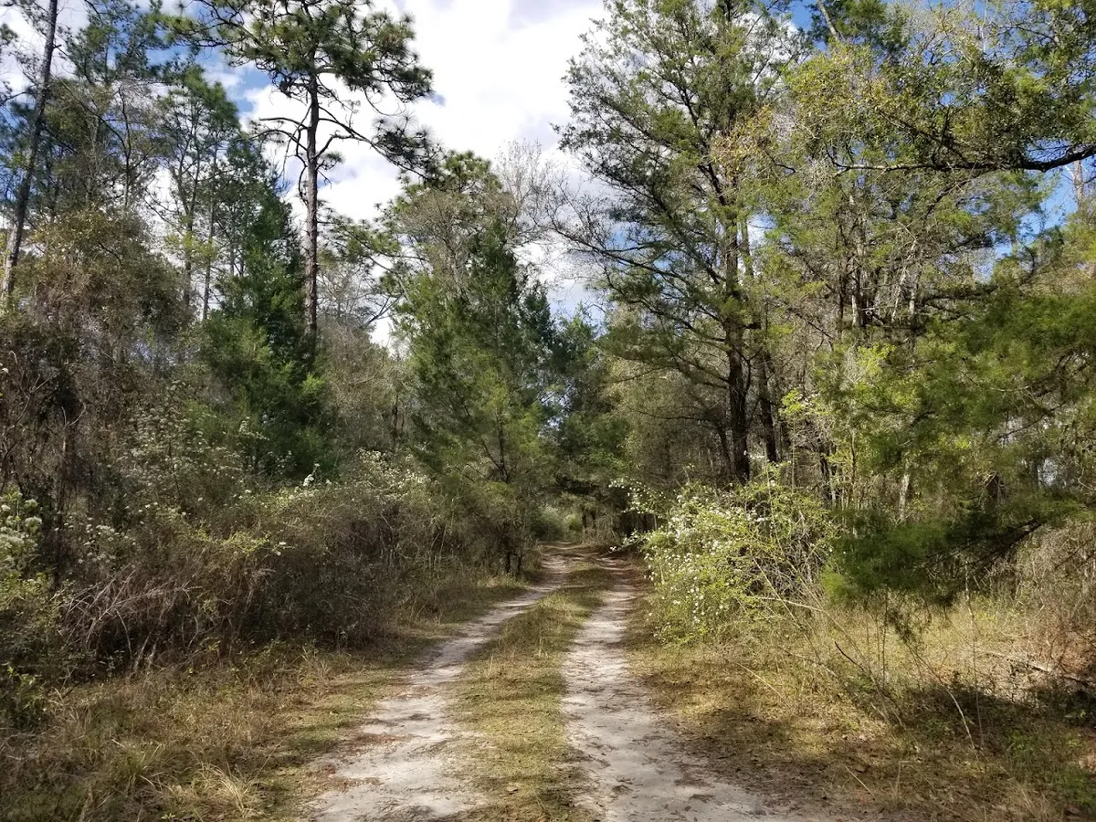 Annutteliga Hammock Trailhead