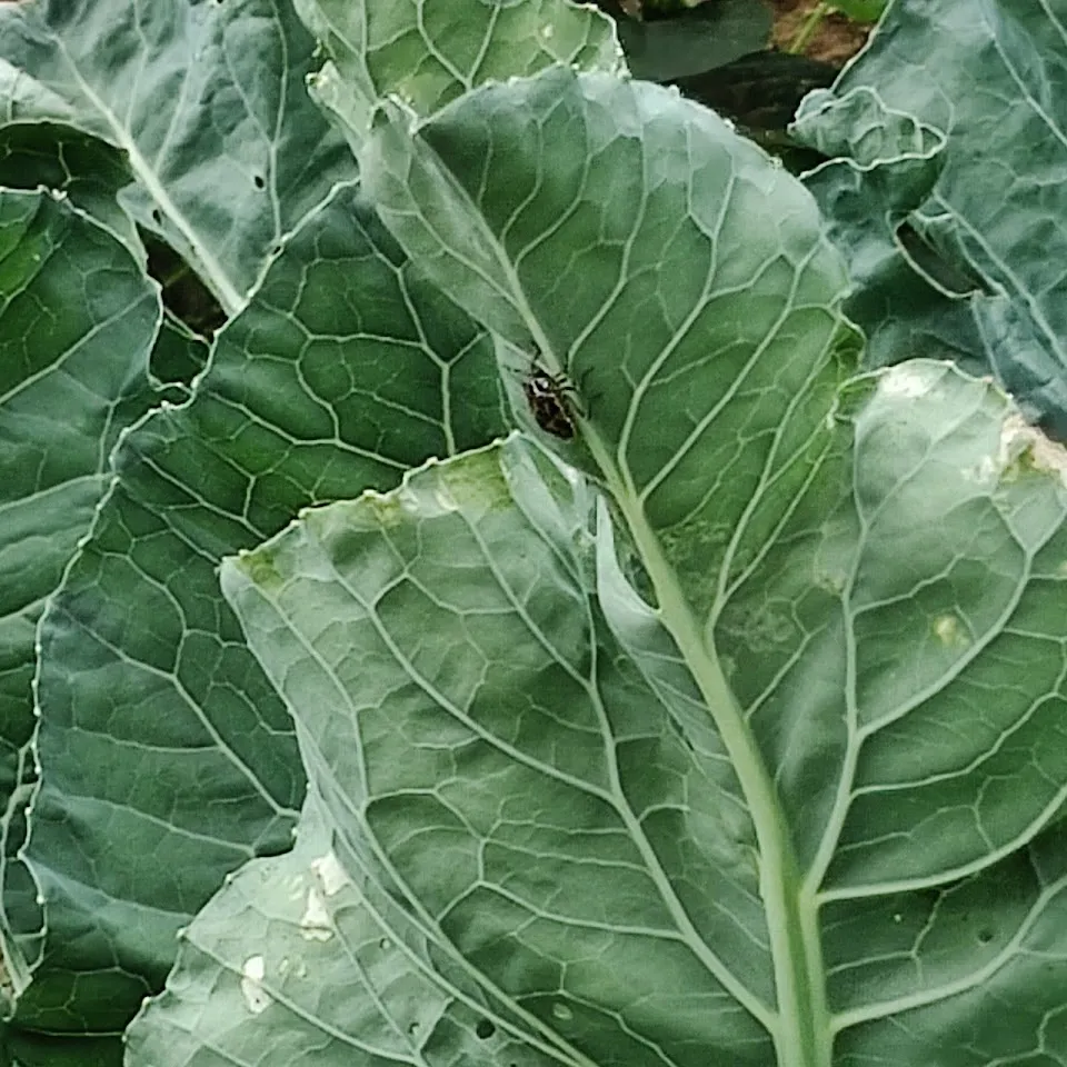 Wong Park Community Garden