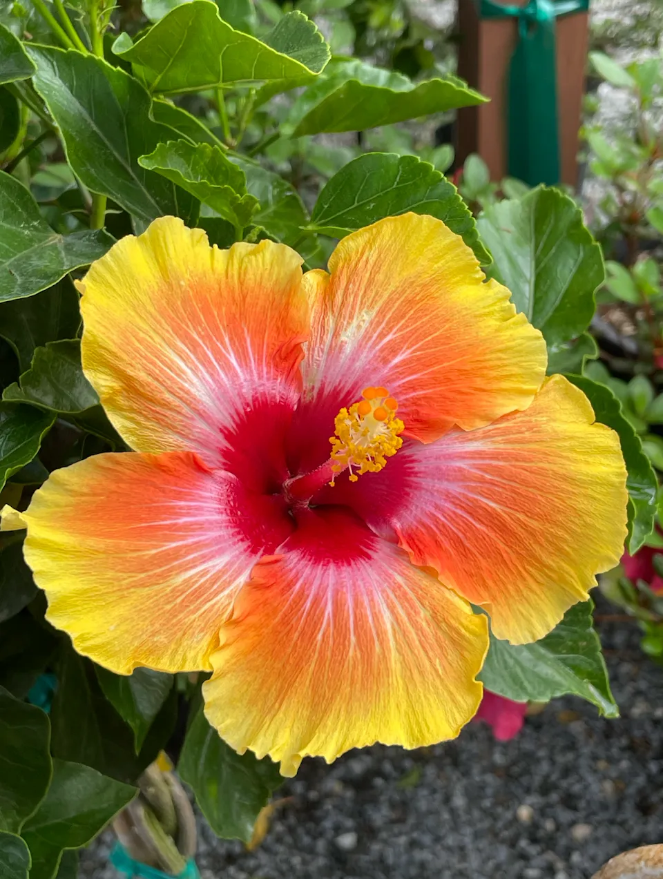 Flowertown Garden Center LLC