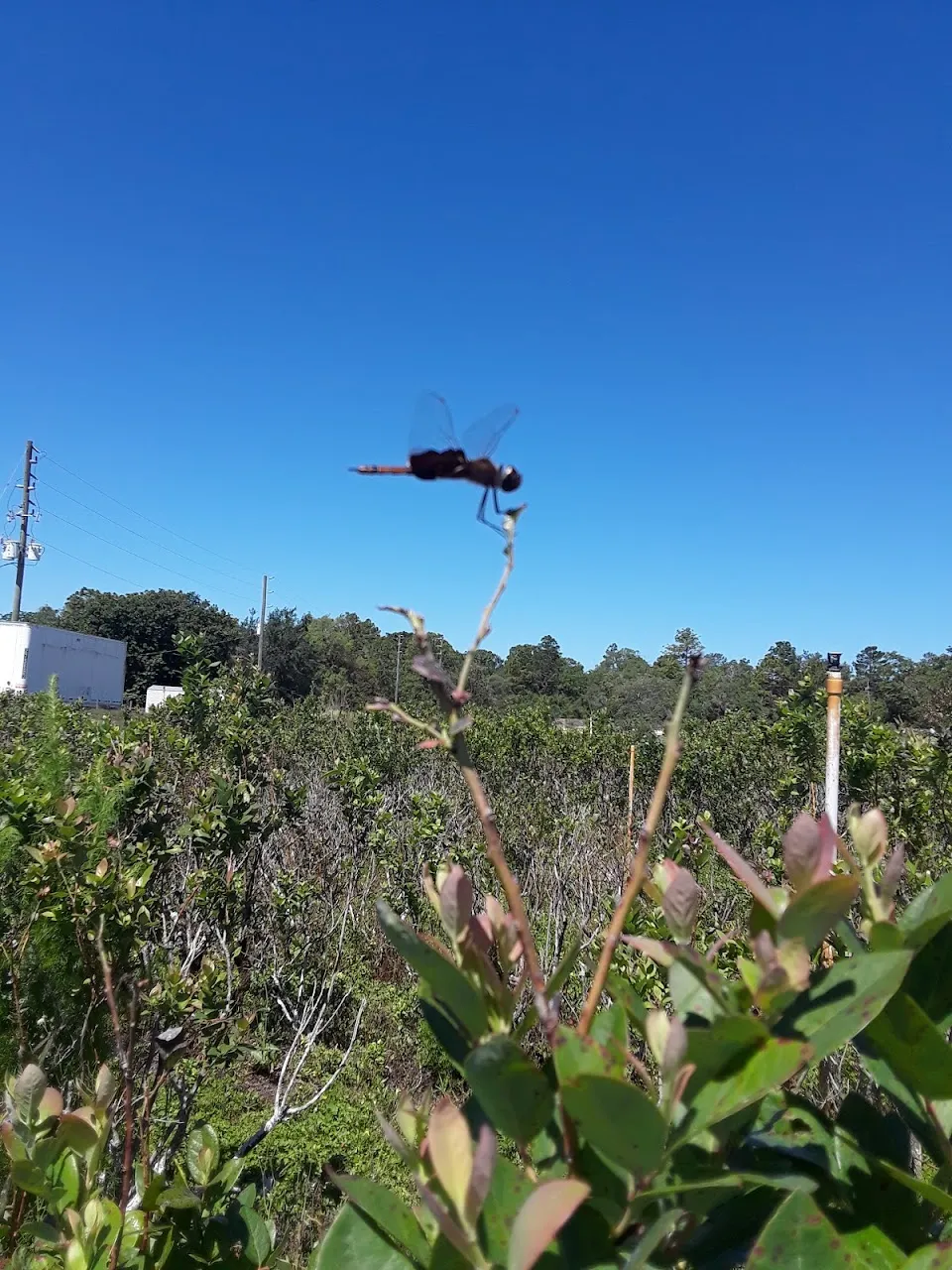 Margo's Blueberry Farm
