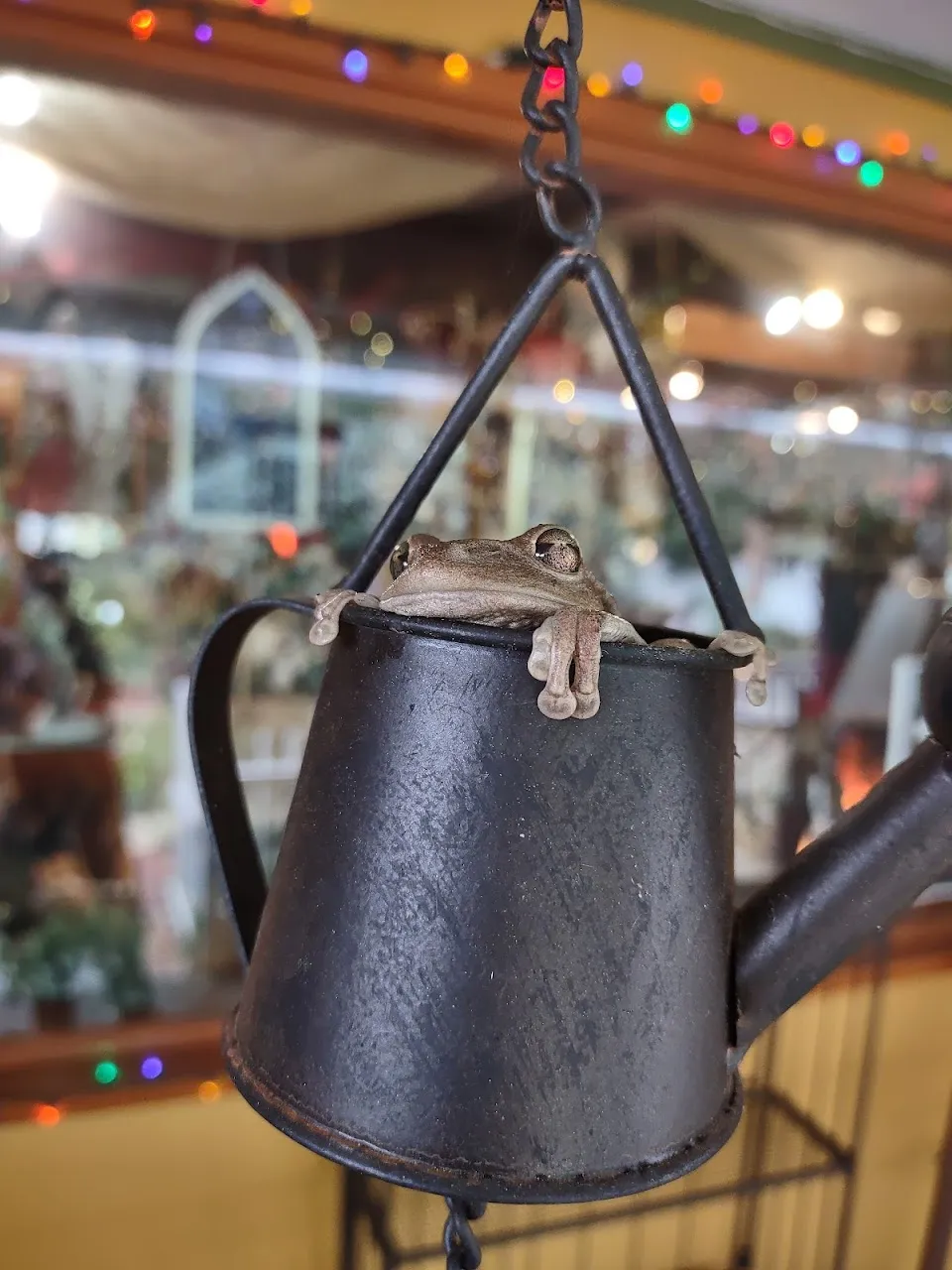 Capricci Gifts