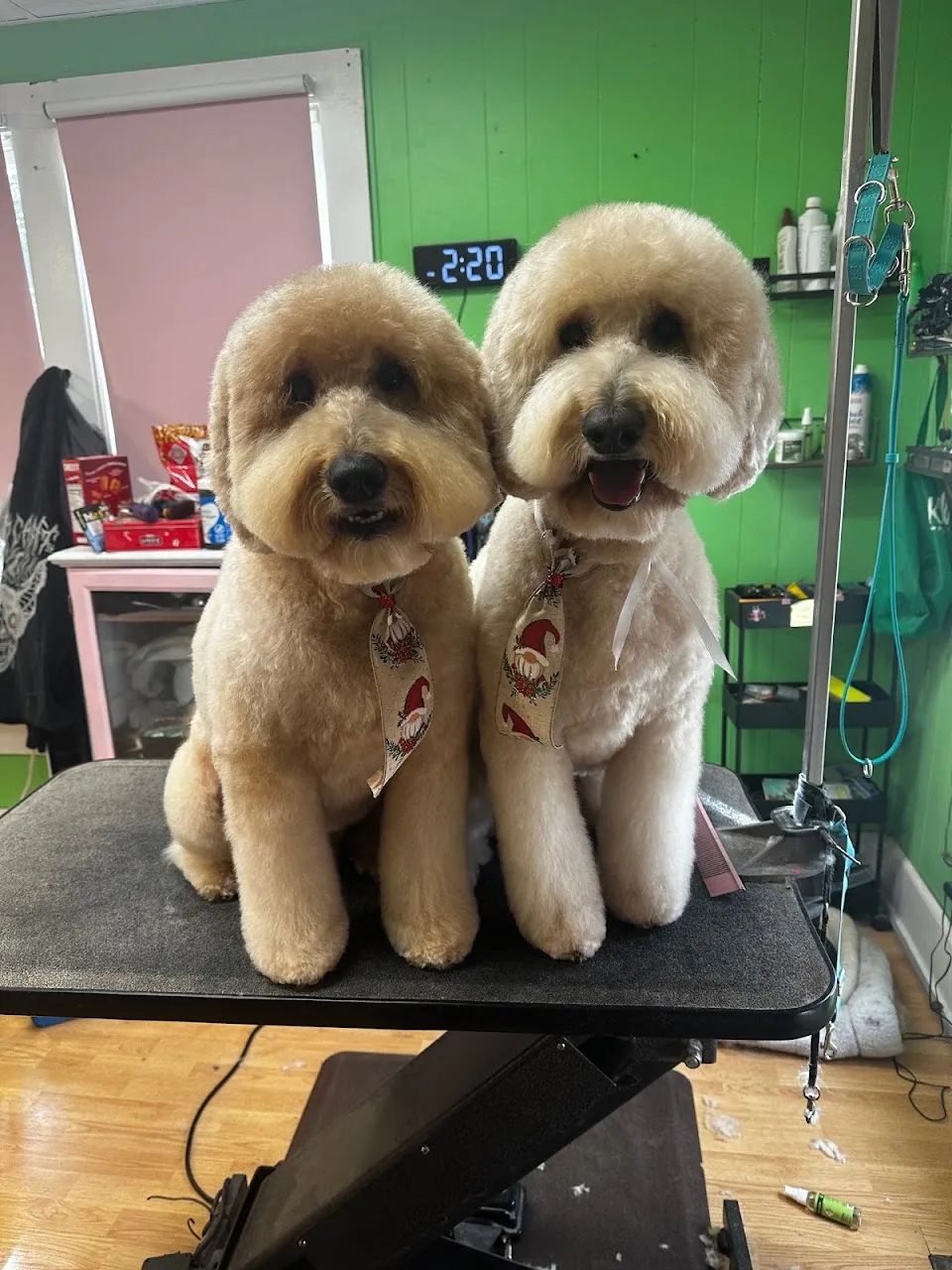 Fantastic Pawz Professional Dog Groomers