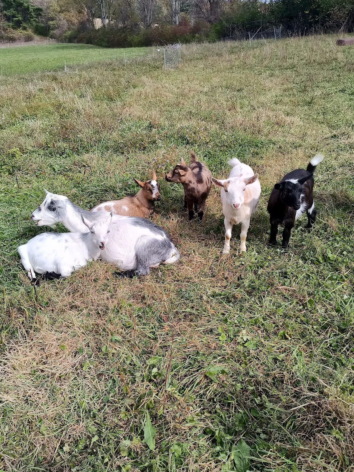 Abba's Acres