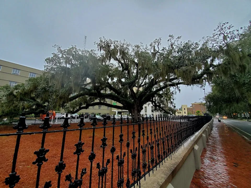 Candler Oak