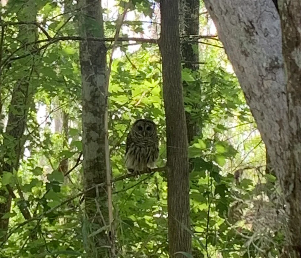 St Johns River Eco Tours