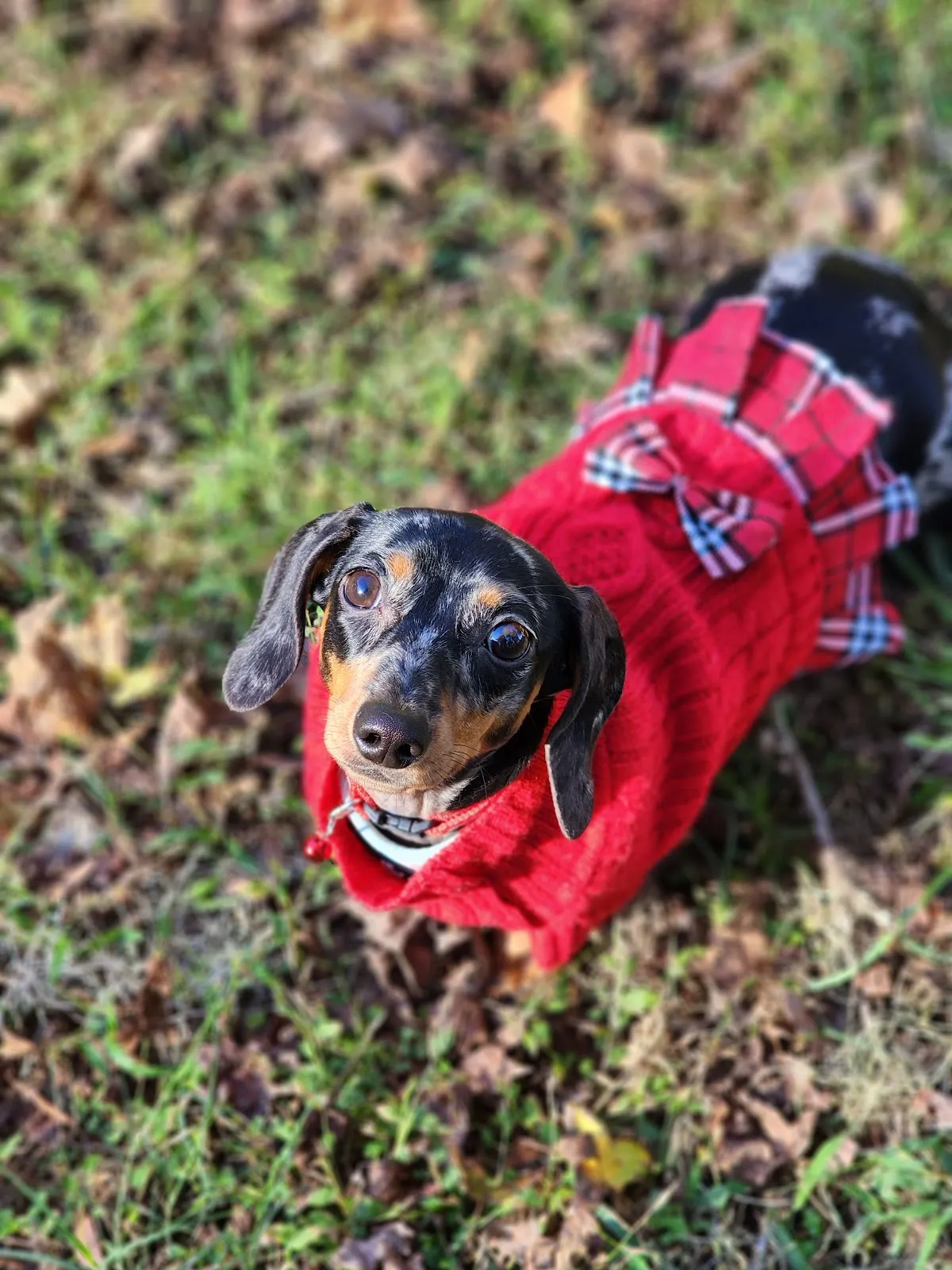 Staci's Pet Sitting & Training LLC