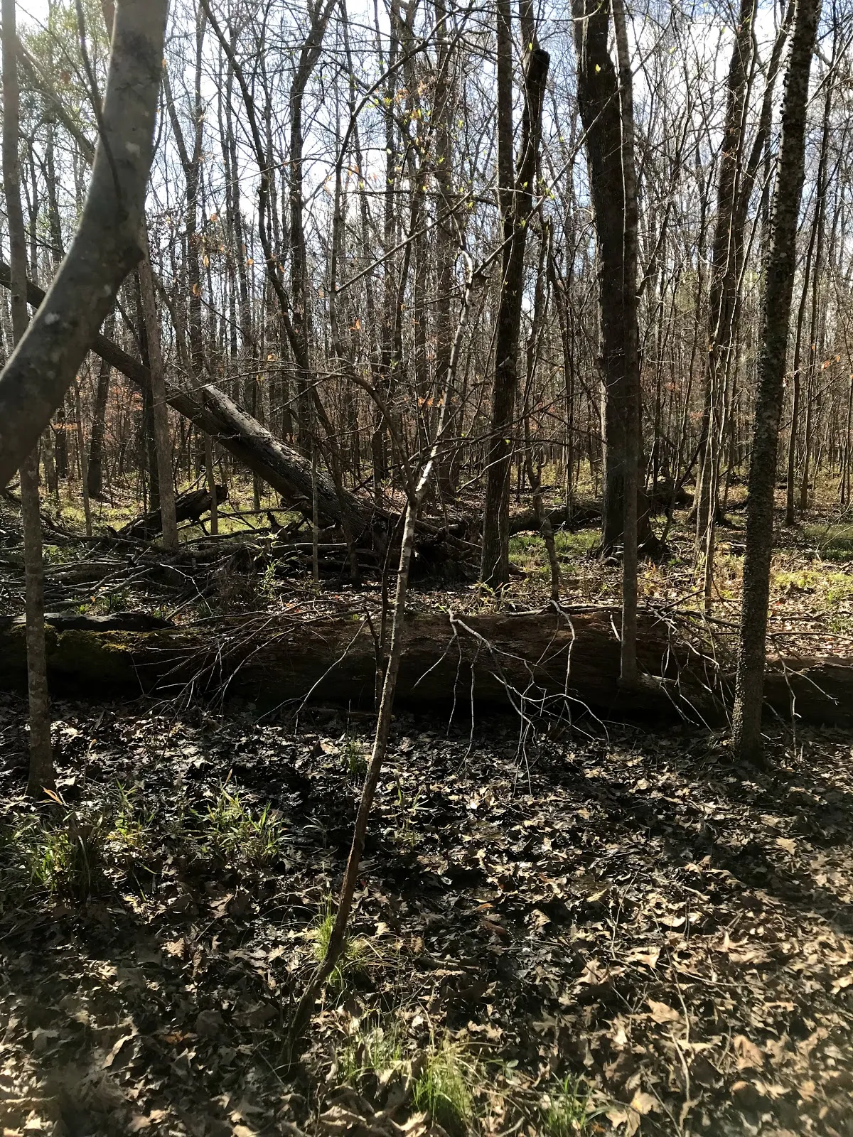 Ryan Creek Park
