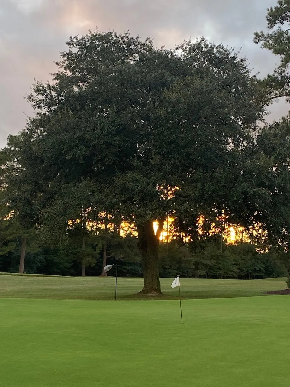 Palmetto Traverse Putting Green