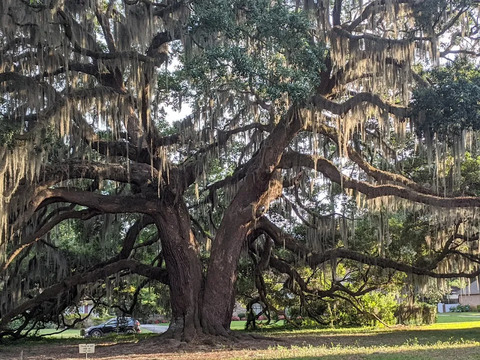 The Majestic Oak Tree