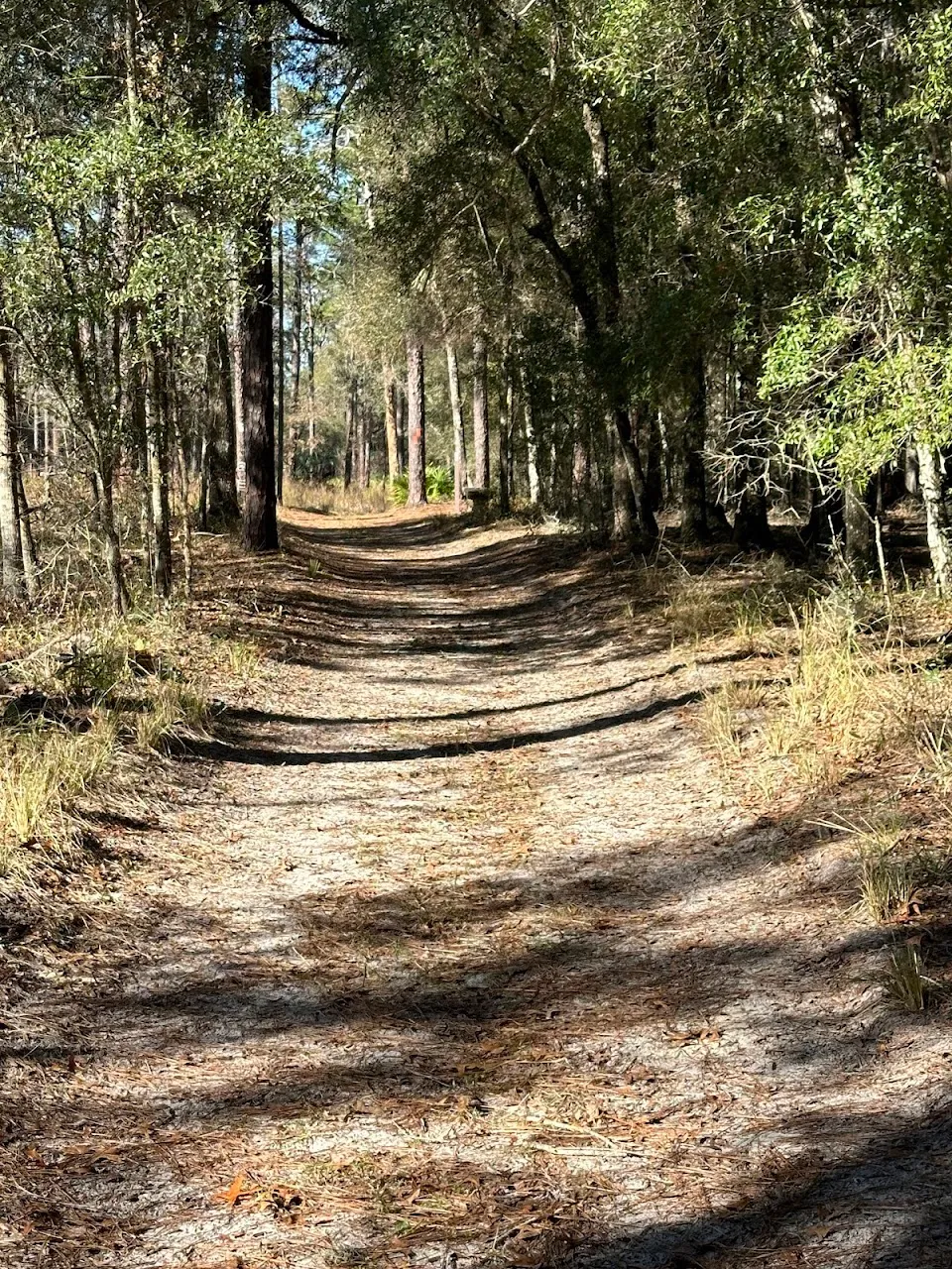 Chinsegut Wildlife and Environmental Area (WEA)