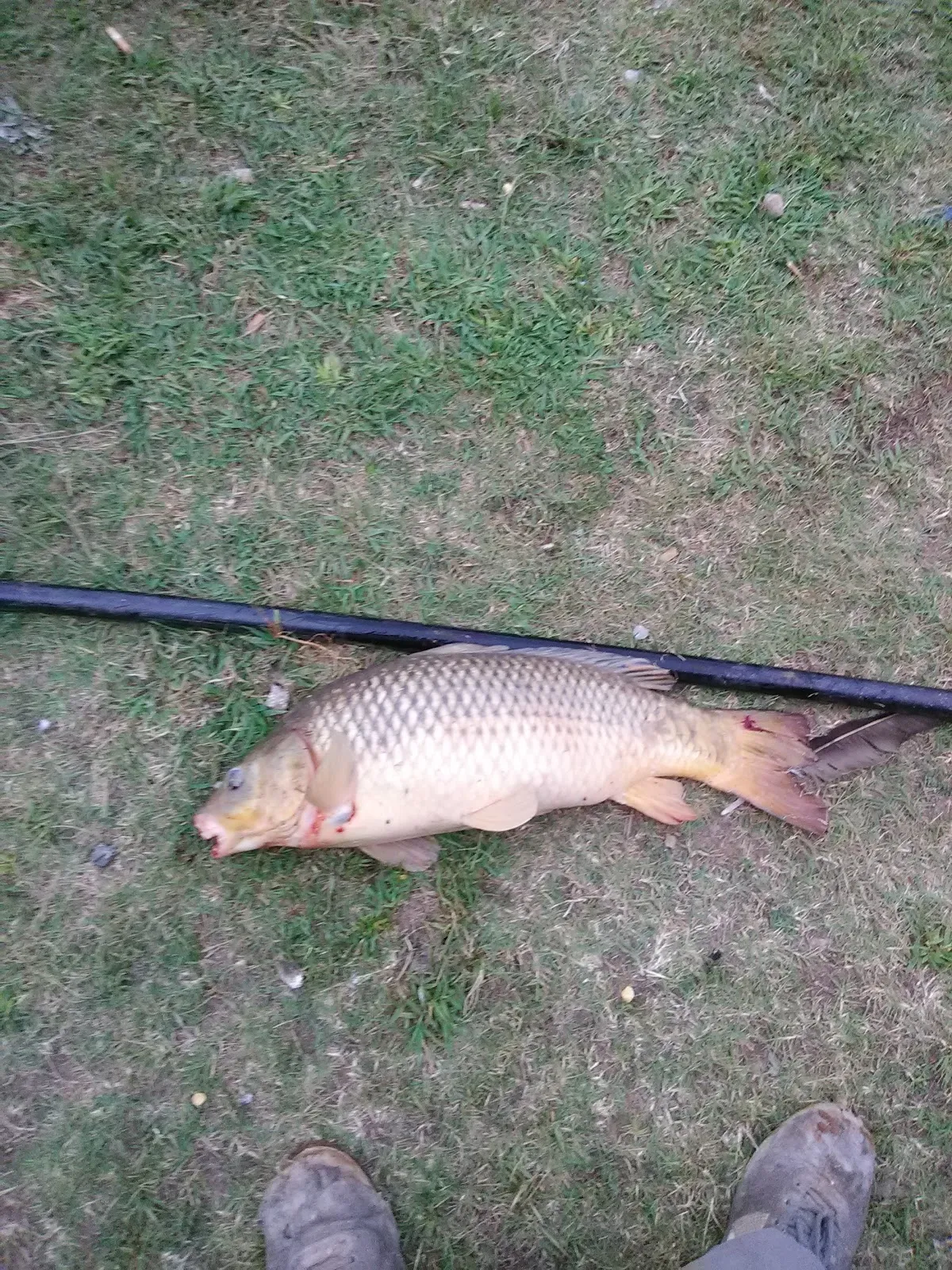 B & B Carp Lake