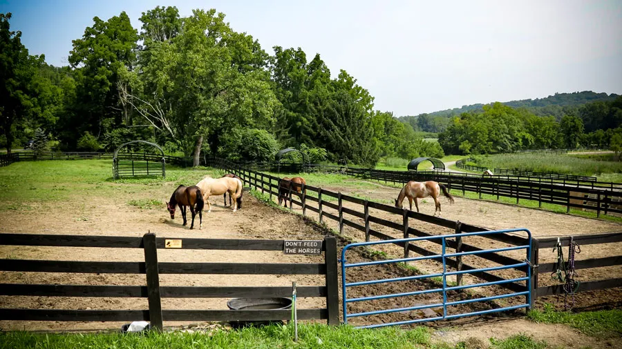 Blue Arrow Farm