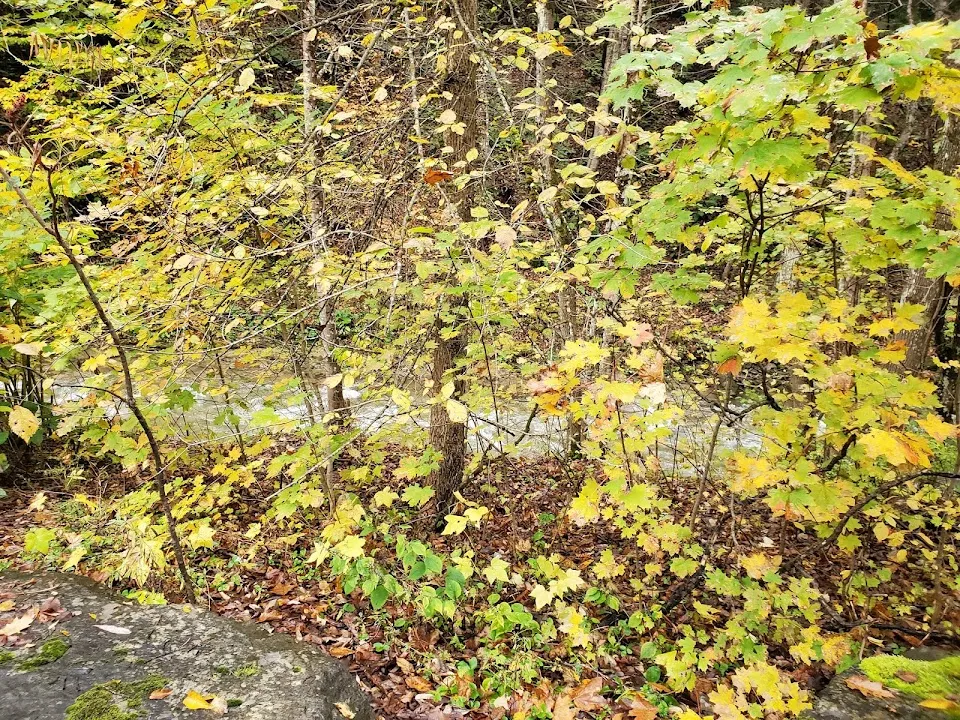 Steele Creek Fishing Access Site NYS DEC
