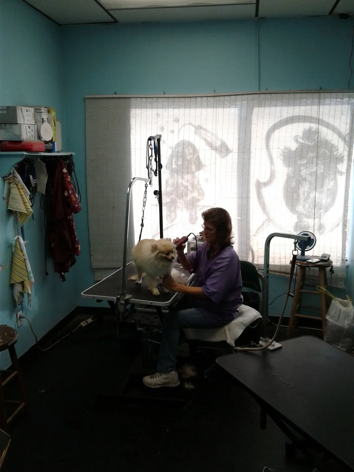 Spring Hill Pet Grooming
